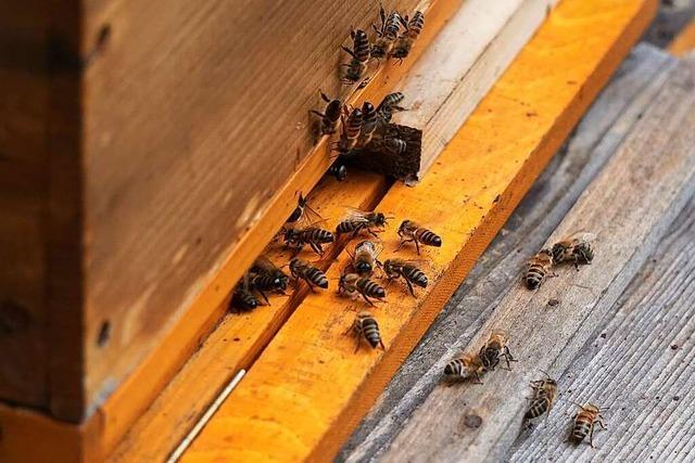 Was macht eigentlich ein Bienensachverständiger?