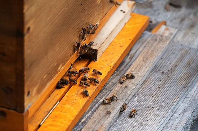 Reger Betrieb: Honigbienen an ihrem  Stock in Lffingen.  | Foto: Fabian Sickenberger