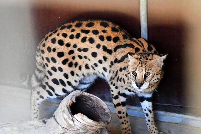 Eine afrikanische Wildkatze stellt die Tierschutzorganisation in Ichenheim vor Probleme