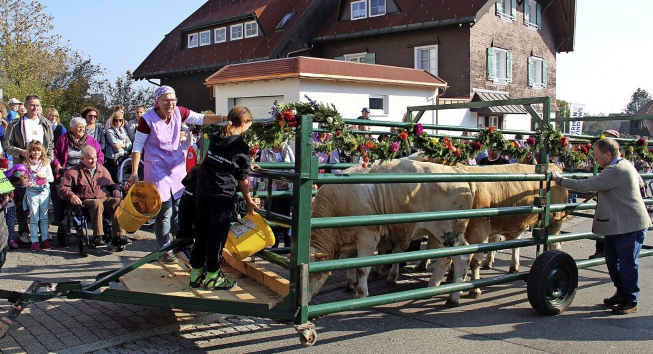 Die vier Jungbullen werden, wie im Jah...ogen und danach in den Stall gebracht.  | Foto: suedkurier