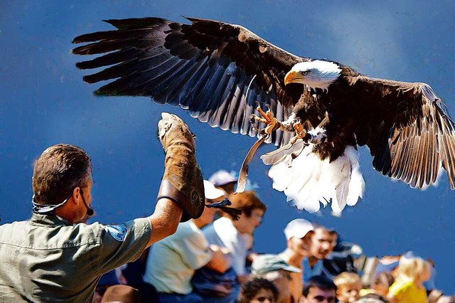 Majesttisch, mystisch, magisch: ein Weikopfseeadler im Landeanflug  | Foto: Vogelpark Steinen