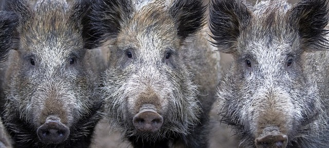 Wildschweine knnen bertrger der Afrikanischen Schweinepest sein.  | Foto: Ralf Hirschberger