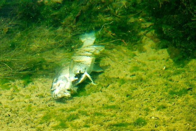 Fische in Südbaden leiden nicht nur unter der Trockenheit