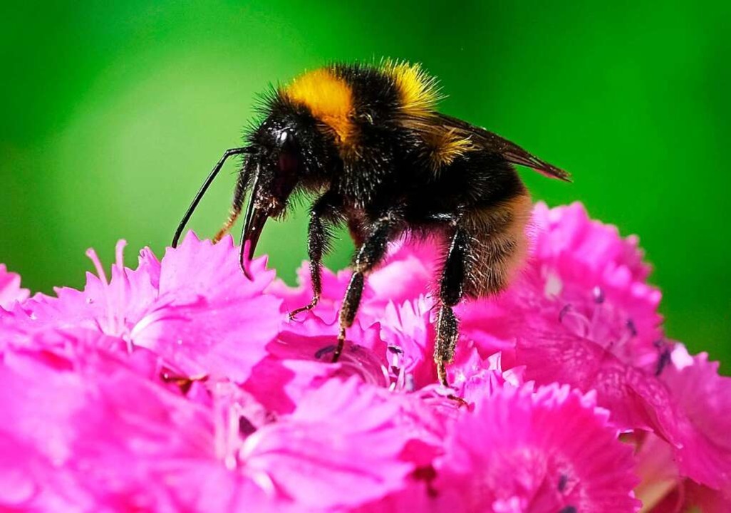 Bei einer bundesweiten Insektenzhlakt...eiwillige vor allem Hummeln gesichtet.  | Foto: Oliver Berg (dpa)