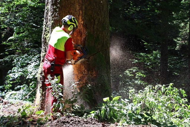 Die FBG Todtnau sowie weitere Holzverm... im Frischholzeinschlag ausgesprochen.  | Foto: Stadt Waldkirch