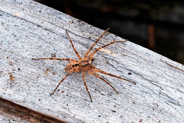 Eine Nosferatu-Spinne  | Foto: Robert Pfeifle (dpa)