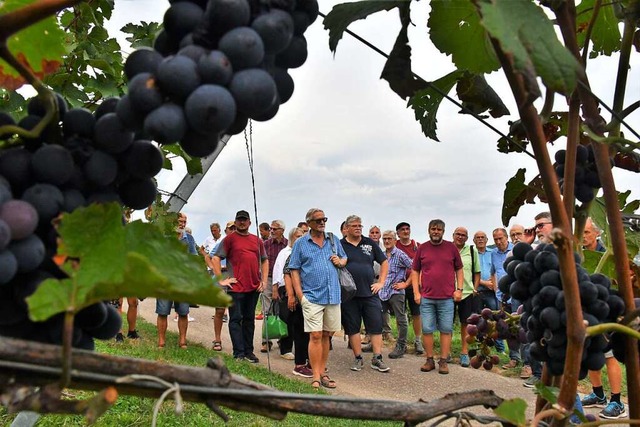 Die IG Weinbau Tllingen lud zur traditionellen Rebbegehung.  | Foto: Barbara Ruda