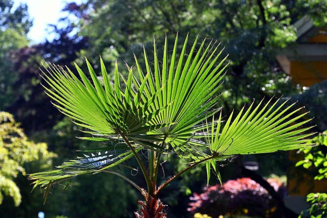 Die Palme war zwischen zwei und zweieinhalb Meter hoch.  | Foto: Thomas Kunz