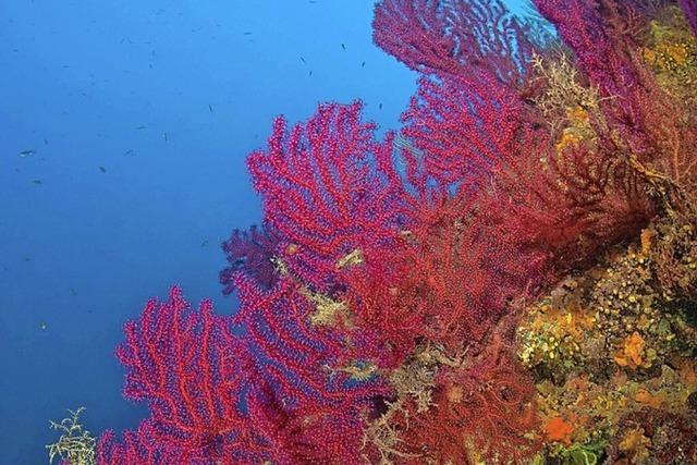 Korallen sterben nach Hitzewelle im Mittelmeer