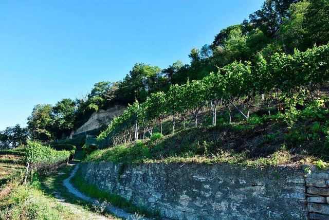 Der Hornfelsen in Grenzach ist weit b...  zum Synonym fr guten Wein geworden.  | Foto: Heinz und Monika Vollmar