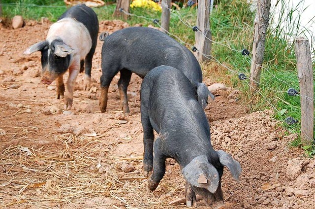 Die Bioschweine vom Hof Dinkelberg in ...assen, keinen Sonnenbrand zu bekommen.  | Foto: Edgar Steinfelder