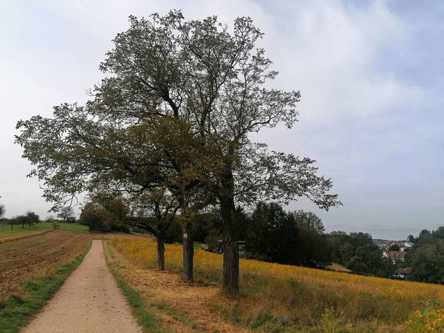 Ein Weg vom Maienbhl in Richtung Stetten  | Foto: Kathrin Ganter