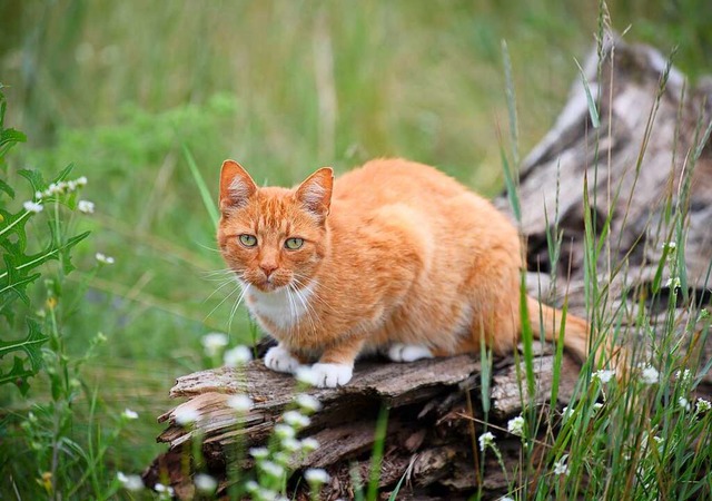 Katzen mit Freigang sollten registrier...den, fordern Tierschutzverein und SPD.  | Foto: Soeren Stache (dpa)