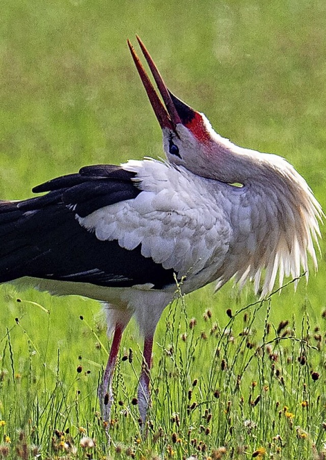 Im Mrchen rufen die Strche &#8222;Mutabor!&#8220;  | Foto: Boris Roessler (dpa)