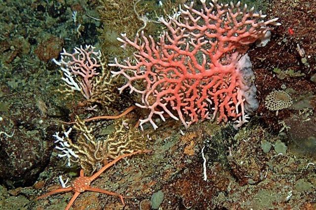 Fchelnde Korallen