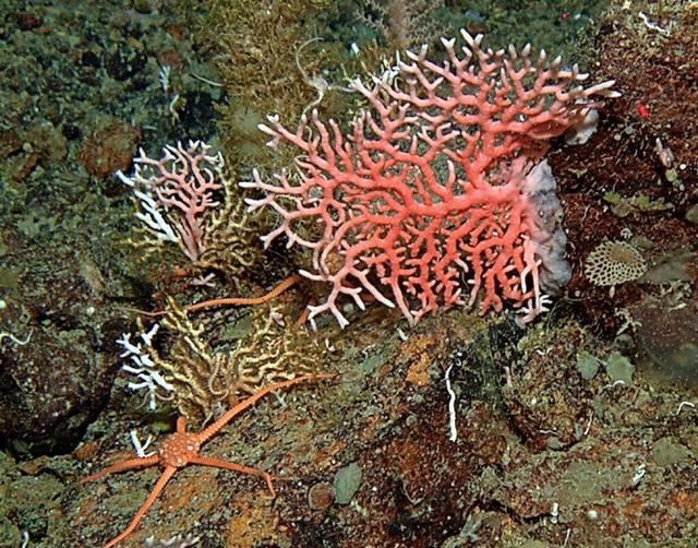 Mag kein Warmwasser: Koralle  | Foto: Julian Gutt (Alfred-Wegener-Institut) 