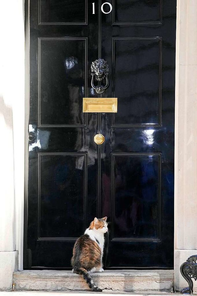 Star von Downing Street 10: Kater Larry  | Foto: Frank Augstein (dpa)