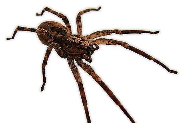 Die eingewanderte Nosferatu-Spinne ist ein imposanter Achtbeiner mit Biss