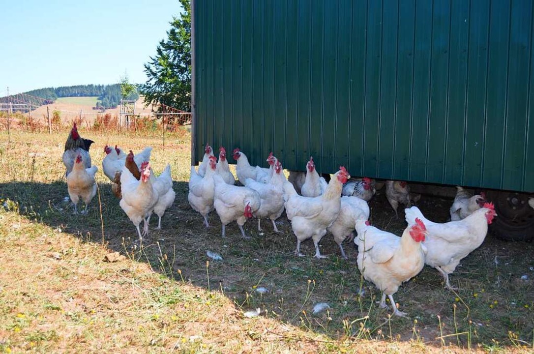 Die Hühner werden sowohl wegen ihrer E...auch zur Fleischverarbeitung gehalten.  | Foto: Nikola Vogt