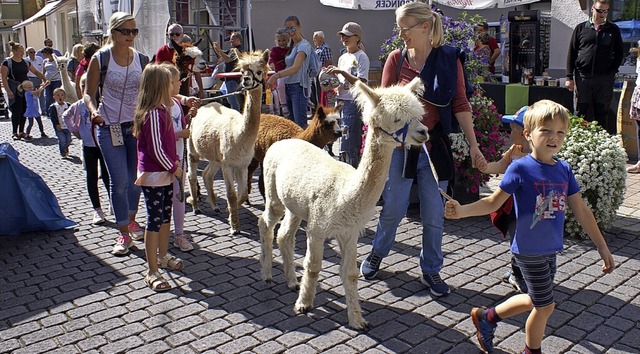 Mit den Alpakas durch die Hauptstrae ...r die Kinder.<BZ-Autor_E></BZ-Autor_E>  | Foto: Werner Probst