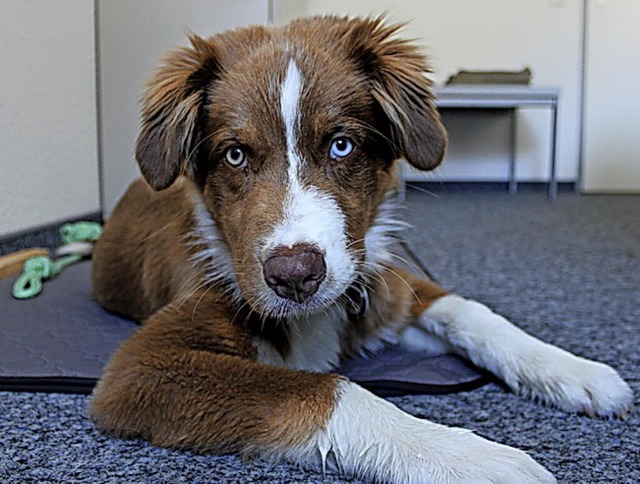 Das jngste Redaktionsmitglied: Australian-Shepherd-Welpe Henry  | Foto: Annika Sindlinger