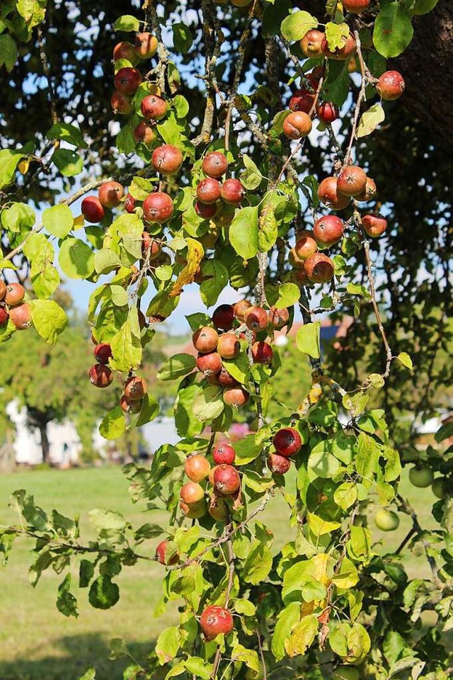 Von der Menge her gibt es genug pfel:...ald die Apfelernte in diesem Jahr ein.  | Foto: Christa Maier