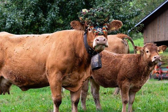 Warum der Viehabtrieb in Oberried nun doch stattfindet