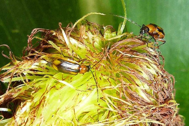 Maiswurzelbohrer auf einer Maispflanze  | Foto: Imgraben