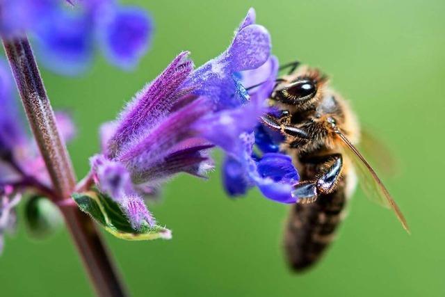 Warum Bienen ihren Blüten treu sind: eine kleine Honigkunde