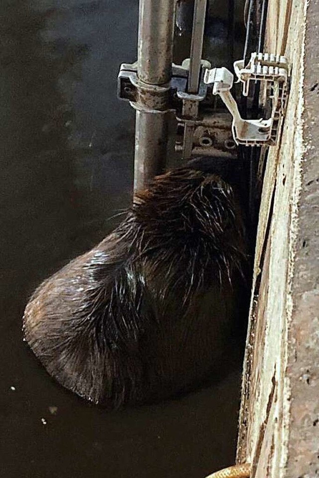 Biberrettung in der Lenzkircher Klran...us dem Becken nicht mehr alleine raus.  | Foto: Thomas Raufer 