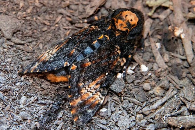 In Auggen hat sich aus der Raupe eines...ild zeigt ihn kurz nach dem Schlpfen.  | Foto: Volker Mnch