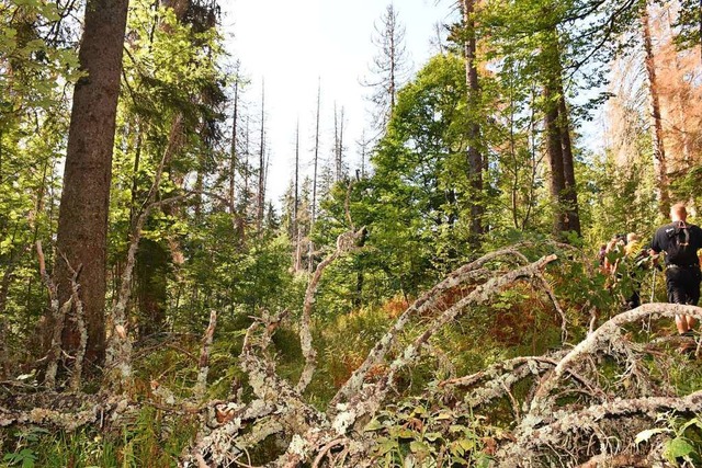 Wie geht&#8217;s dem Wald? Frster Han... Auskunft bei der Exkursion am Rinken.  | Foto: Thomas Biniossek