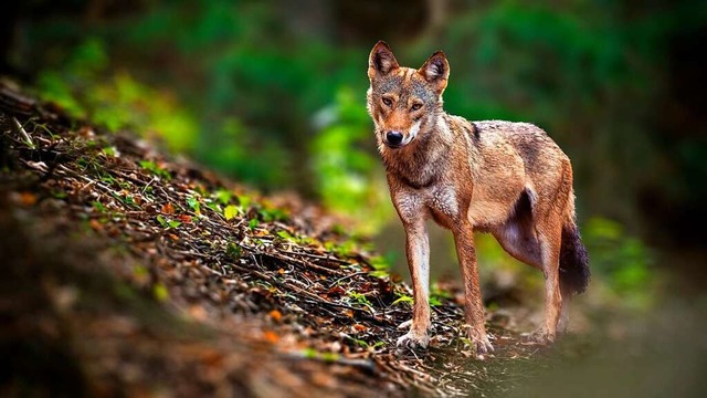 Ein Wolf (Symbolbild)  | Foto: Jakub Mrocek (IMAGO)