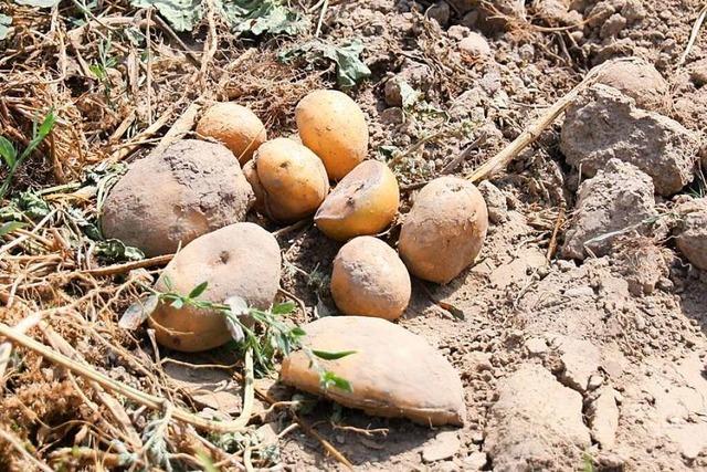 Kaum Knollen für Pommes: Kartoffelernte fällt in Forchheim und der Region geringer aus