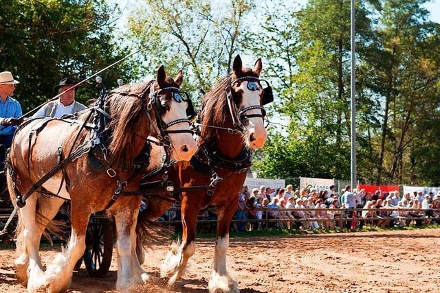 Was Besucher bei Budenfest und Rossmrt in Kandern erwartet