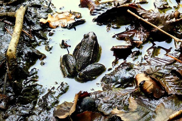 Frosch im Teninger Allmendweiher  | Foto: Dorothea Nusser-Schz