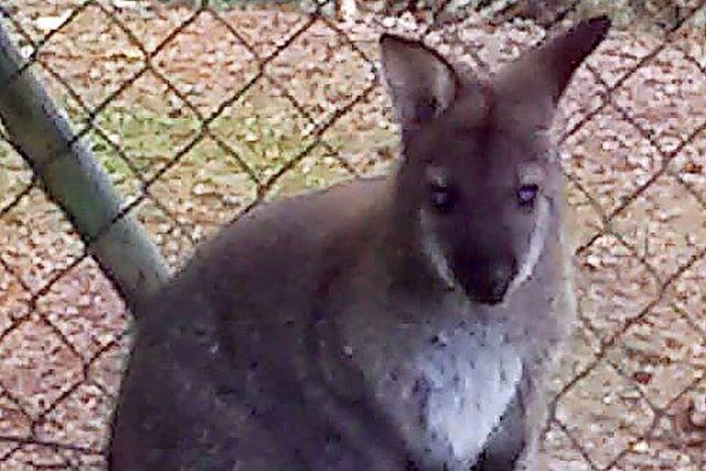 Ausgebxtes Wallaby Hailey findet nicht nach Hause