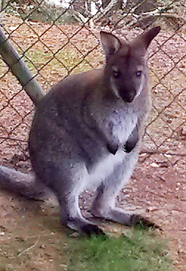 Wo steckt Wallaby Hailey?  | Foto: - (dpa)