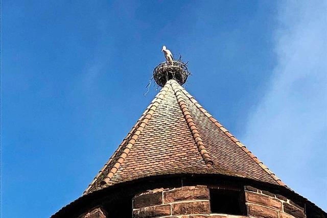 Stadt Lahr bereitet das Storchenturmnest für das nächste Jahr vor