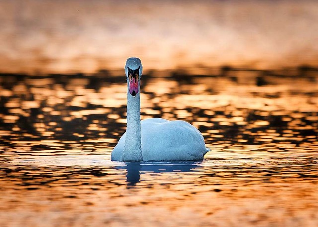 Schwan auf dem Silbersee.  | Foto: Peter Lewald