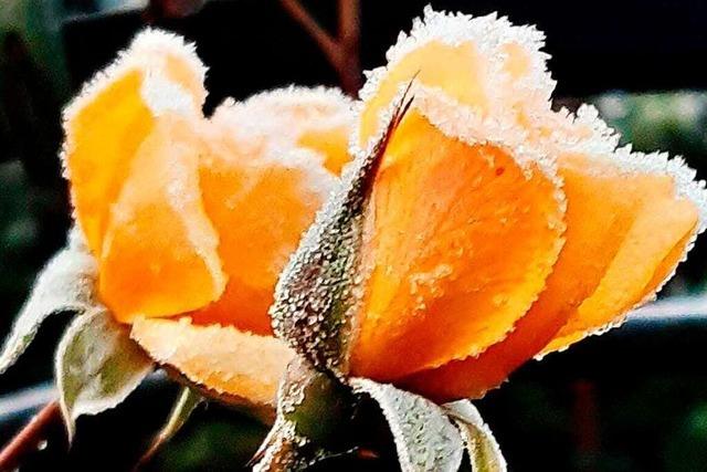 Diese Rose ist in ein glitzerndes Frost-Kleid gehüllt