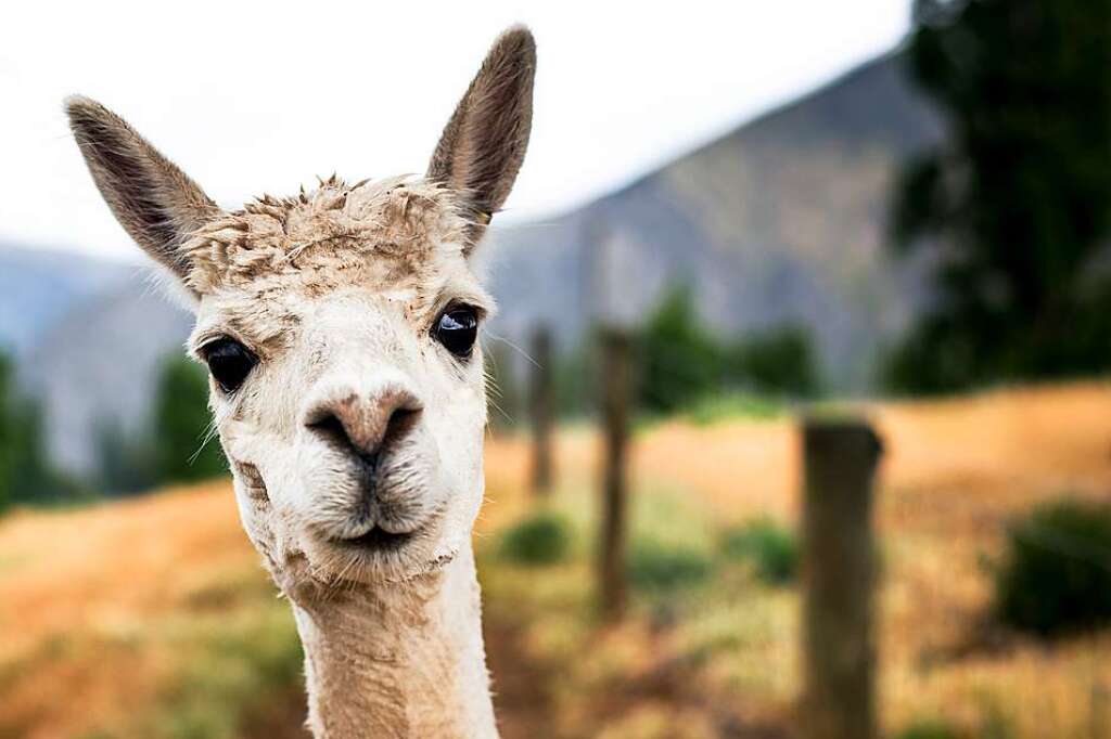 Ausgeb xte Lama Stute l sst sich in Weil am Rhein nicht vom