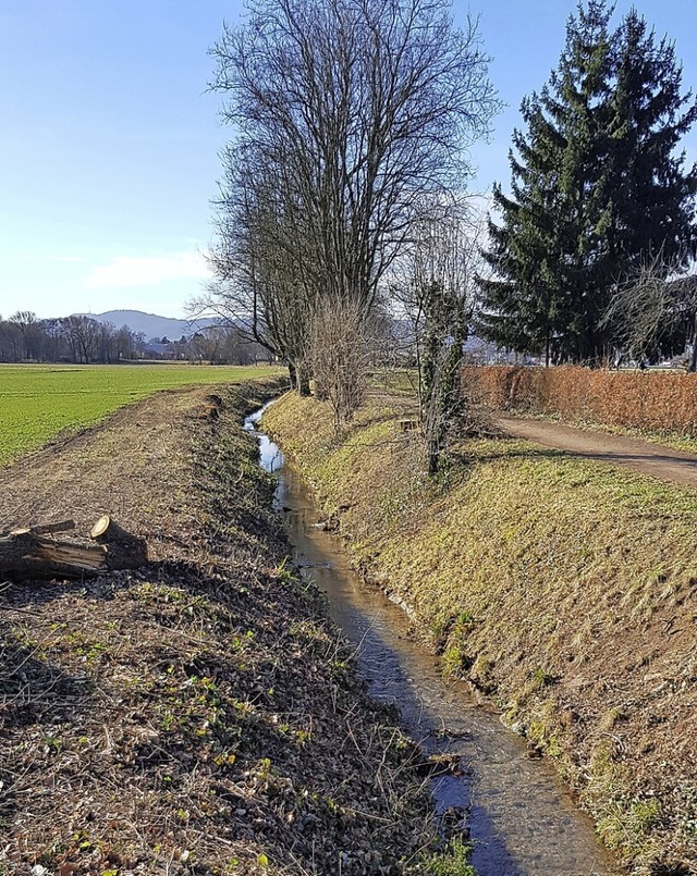 Im Februar waren 22 Bume entlang des Weibachs gefllt worden.   | Foto: Gerhard Walser