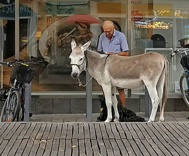 Esel Charly auf dem Lindenplatz  | Foto: Ralf Burgmaier