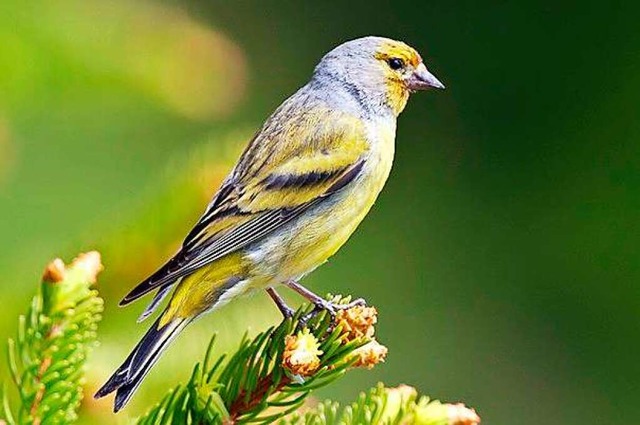 Der Zitronenzeisig ist ein stark bedrohter Singvogel.  | Foto: Michael Gerber