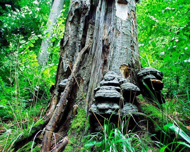 Ein Projekt des Waldhauses fr Schulkl...gischen Vielfalt im Wald (Symbolbild).  | Foto: Ingo Schneider