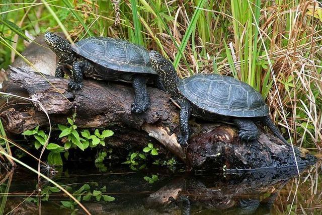 Wie Tierschtzer fr die Europische Sumpfschildkrte kmpfen