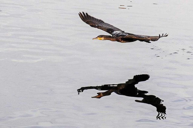 Ein Kormoran fliegt ber den Bodensee und spiegelt sich in der Wasseroberflche.  | Foto: Felix Kstle (dpa)