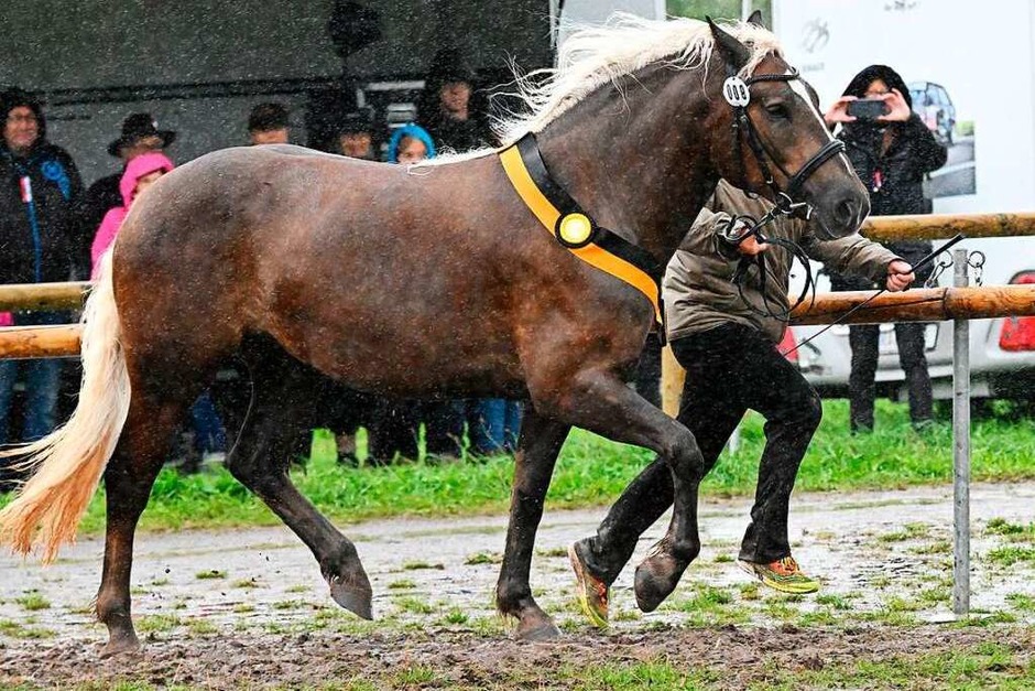 Beim Rossfest in St. Märgen herrschte drei Tage lang ausgelassene Stimmung. (Foto: Wolfgang Scheu) Beim Rossfest in St. Märgen herrschte drei Tage lang ausgelassene Stimmung. (Foto: Wolfgang Scheu)