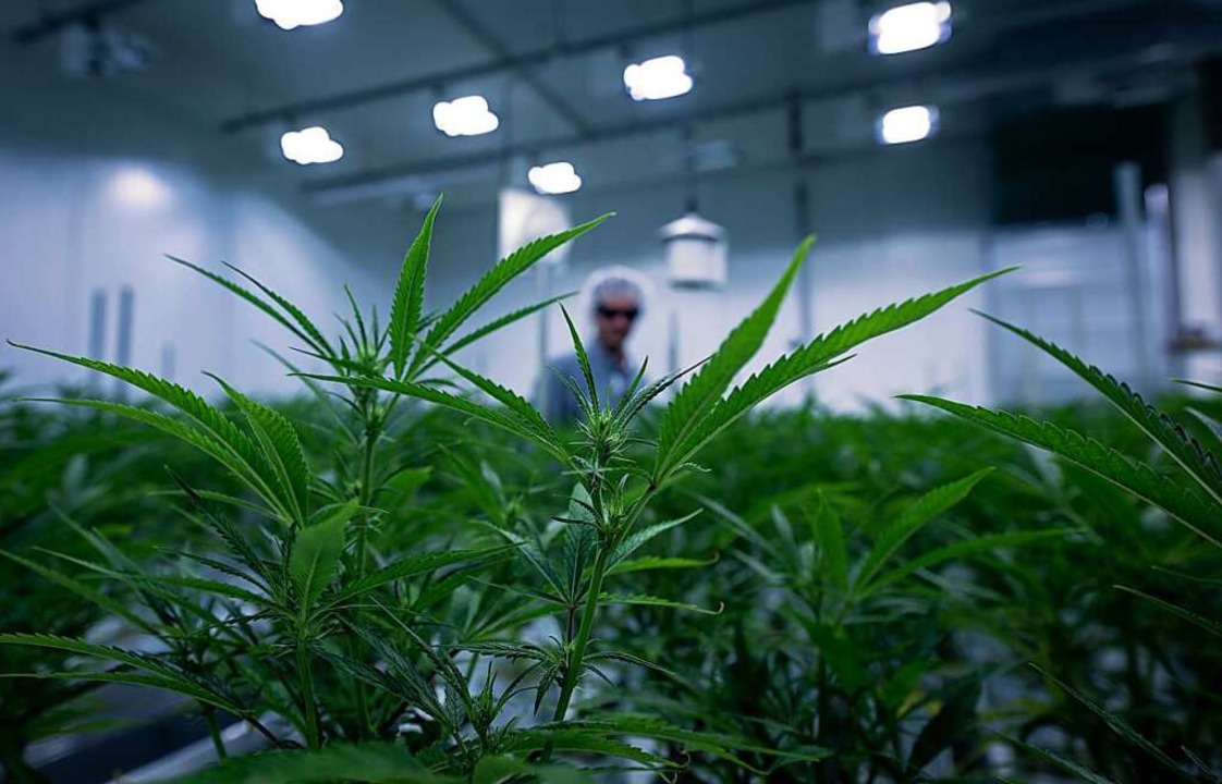 Cannabis-Produktion  | Foto: Hendrik Schmidt (dpa)